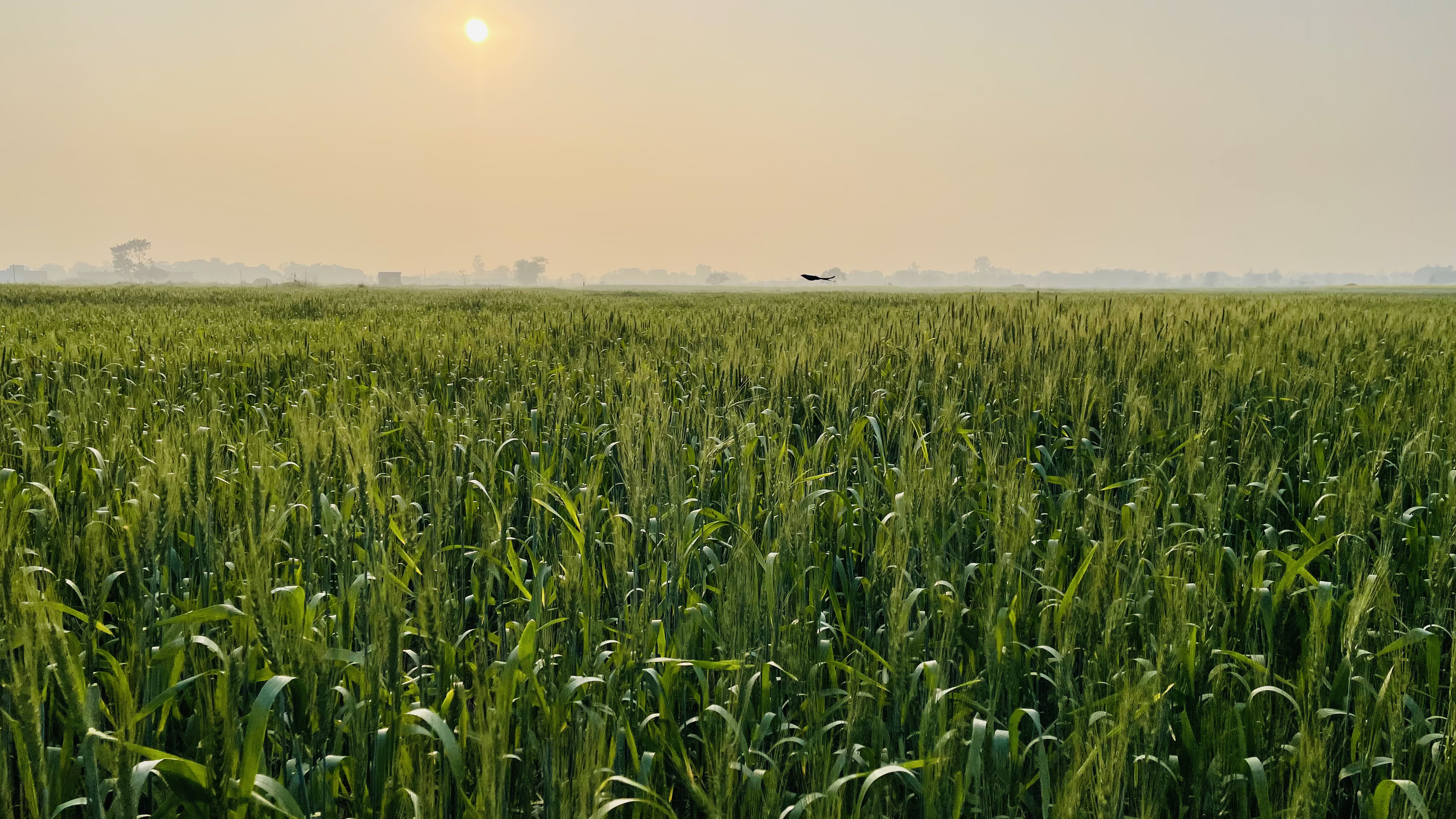 Vedic Farm fields